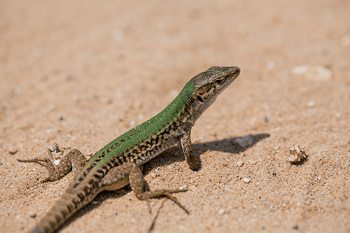 Vet — Lizard in Yorba Linda, CA