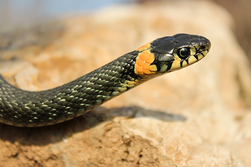 Vet — Grass Snake in Yorba Linda, CA