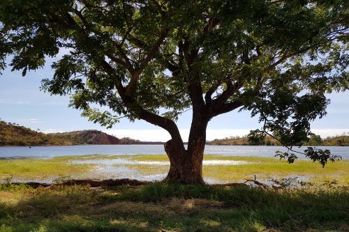 Tree with green leaves in front of a lake. Green grass and blue sky.