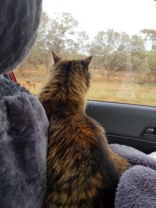 Cat looking out car window at a blurred landscape with brown and green trees.