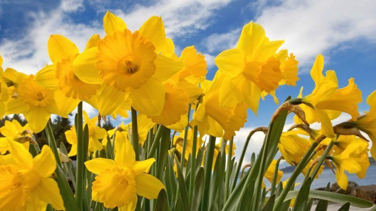Yellow daffodils in full bloom against a blue sky with clouds.