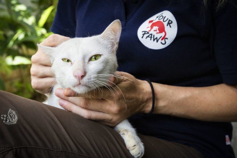 White cat being held by a person wearing a 