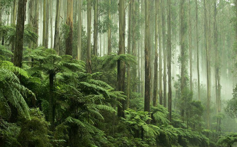 Green forest with tall trees and ferns, shrouded in mist and rain.