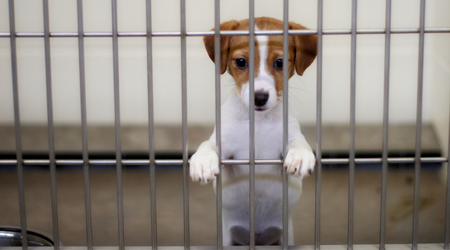 Puppy with brown and white fur, paws on cage bars, looking forward in shelter.