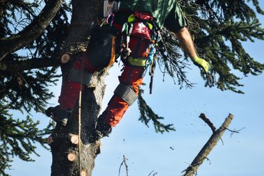 Tree Trimming — Bismarck, ND — Beaver Creek Tree Service
