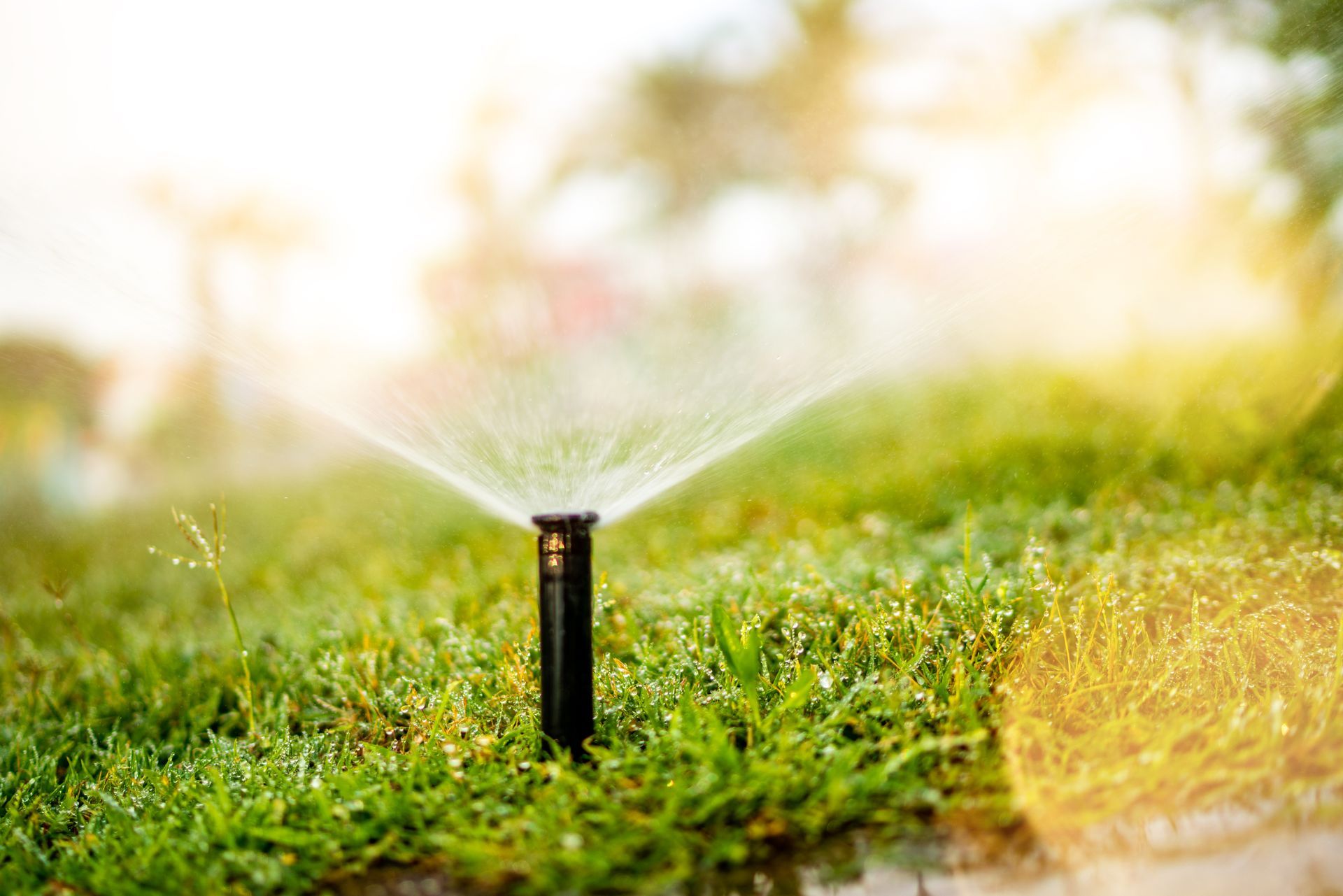 Sprinkler spraying water over green grass in a sunlit garden
