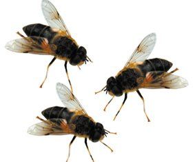 Pest control service - Durham, County Durham - All Clear Pest Control - Wasps
