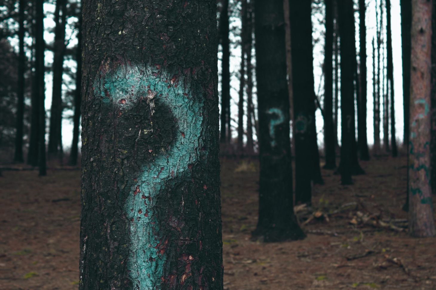 Forest Trees Marked With Question Mark — Mindfulness Life Coach In Wamberal, NSW
