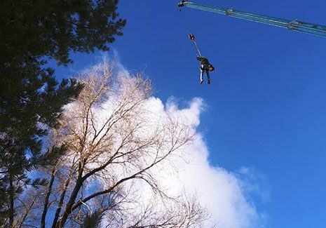 Man Trimming Tall Trees — Salt Lake City, UT — Big City Tree Experts