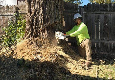 Man Sawing Tree — Salt Lake City, UT — Big City Tree Experts