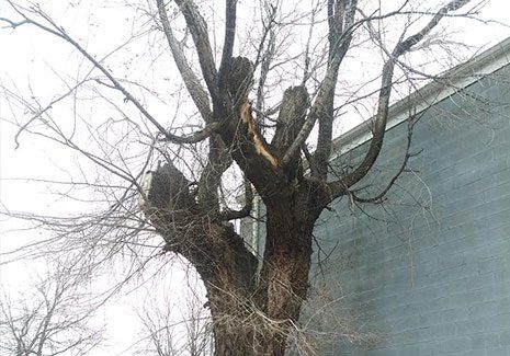 Long Tree Branches — Salt Lake City, UT — Big City Tree Experts