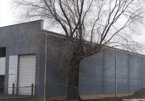 Tree Near Commercial Property — Salt Lake City, UT — Big City Tree Experts