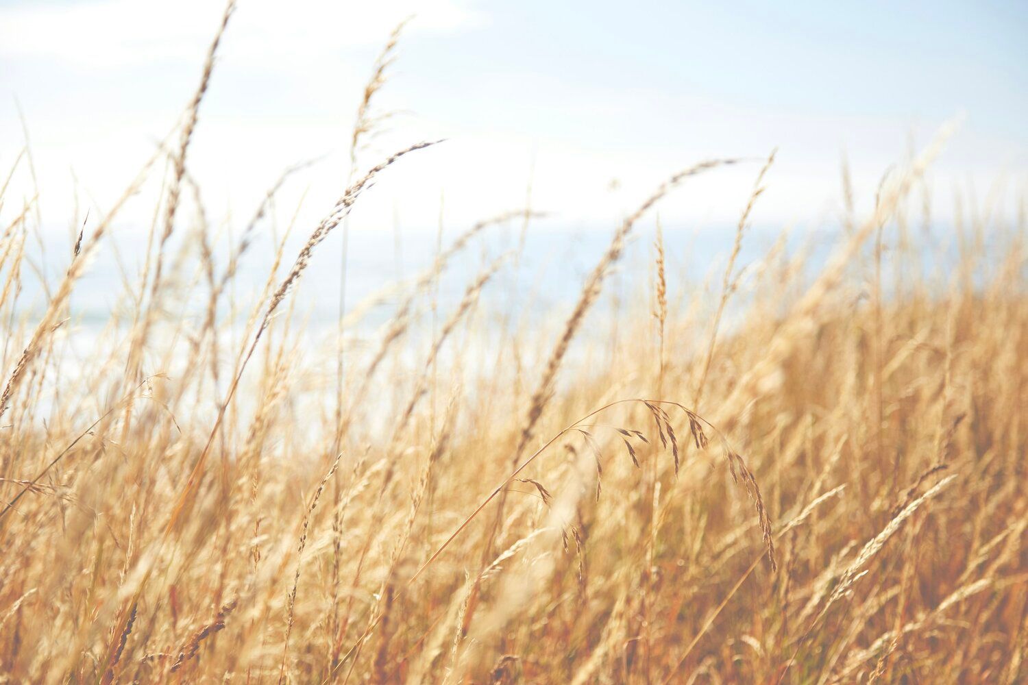 a field of tall grass blowing in the wind with the ocean in the background .