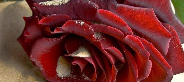 Close-up of a deep red rose with slightly lighter petal interiors.