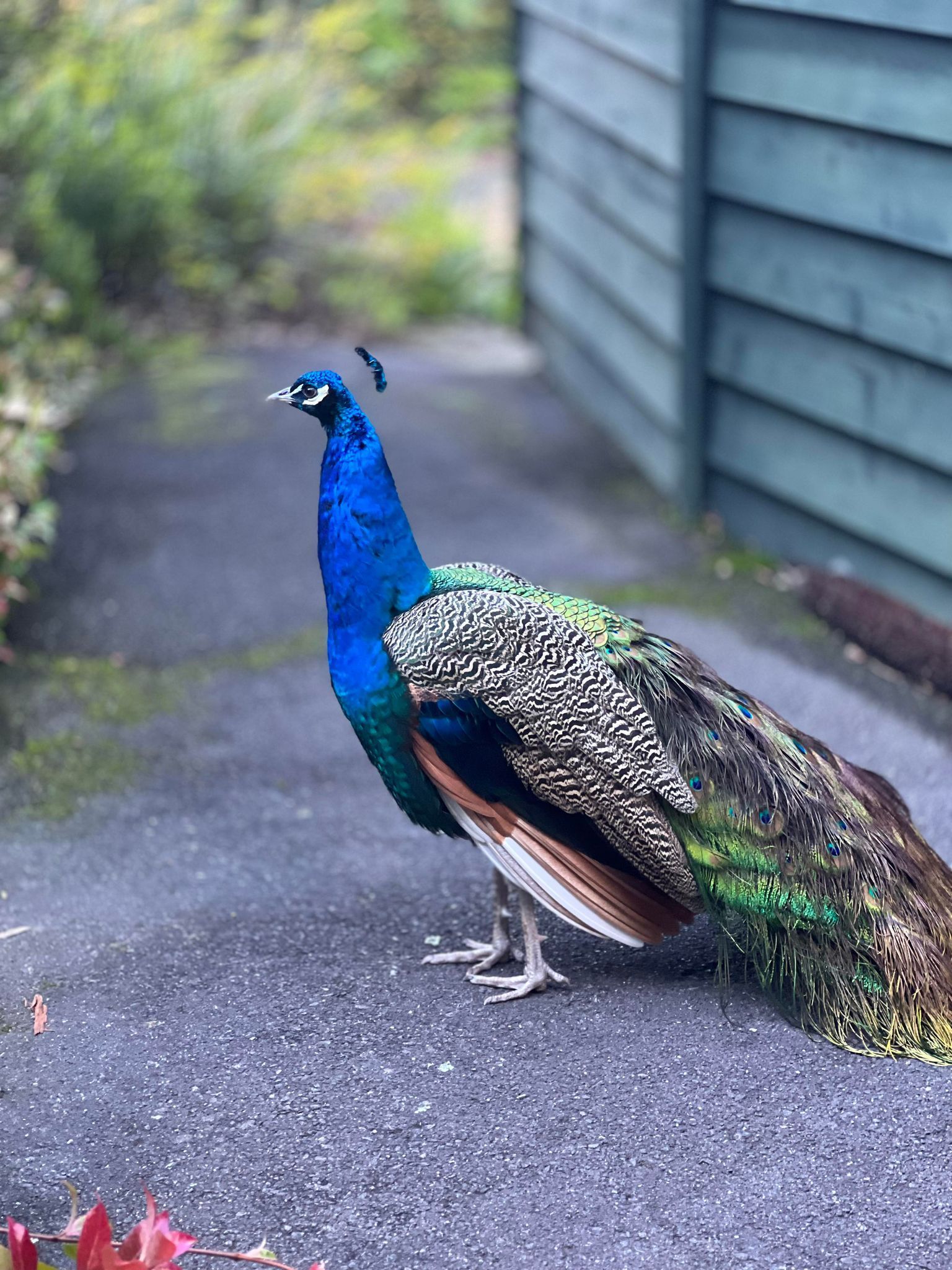A peacock is standing on the sidewalk next to a building.