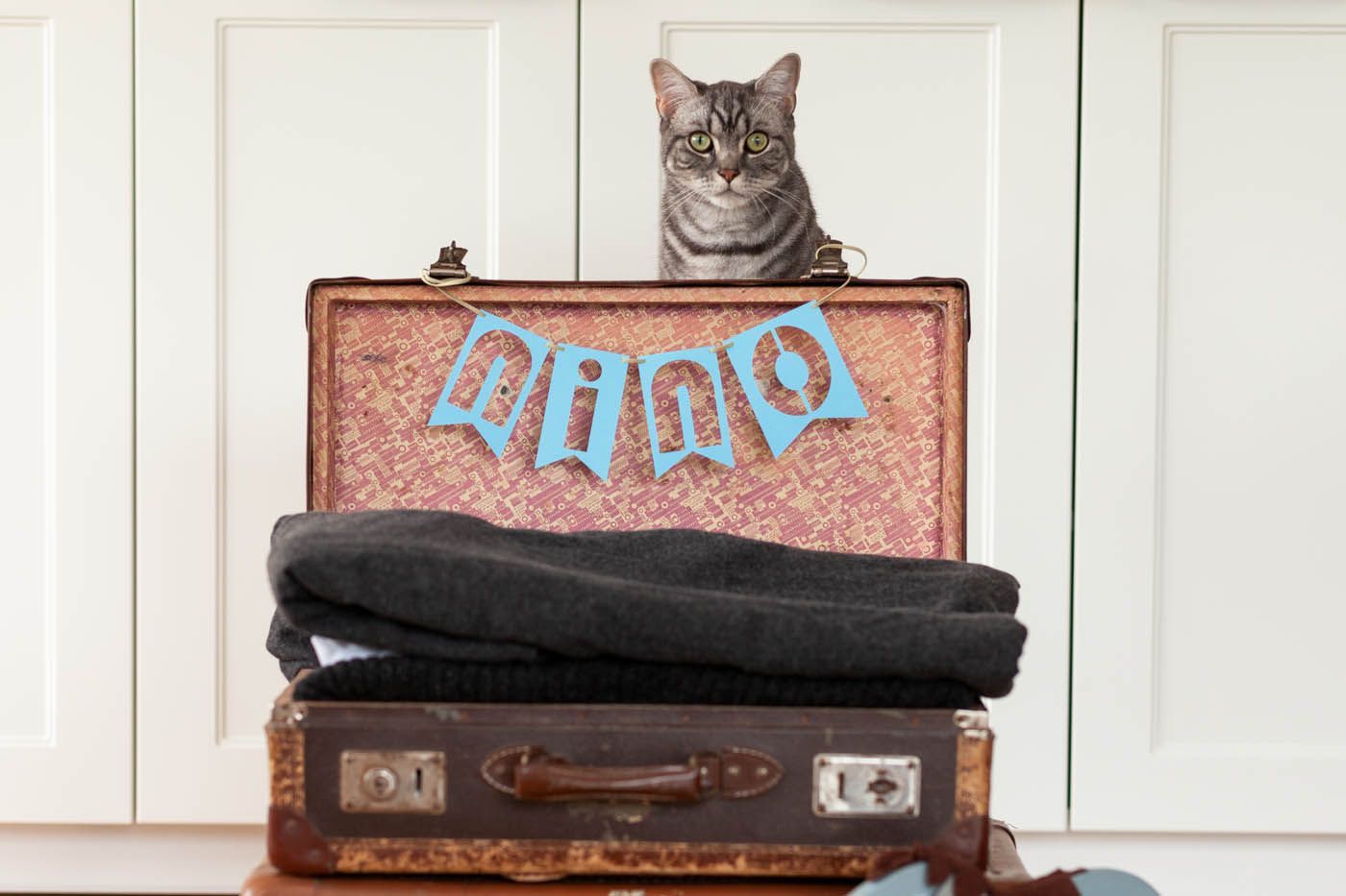 Katze sitzt auf einem alten Koffer mit Kleidung, blaues Banner. Weißer Schrank im Hintergrund.