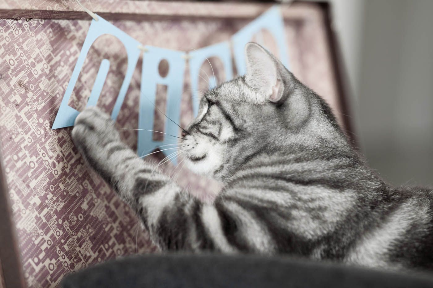 Eine getigerte Katze kratzt spielerisch an einem blauen Papierbanner mit der Aufschrift „MARIA“