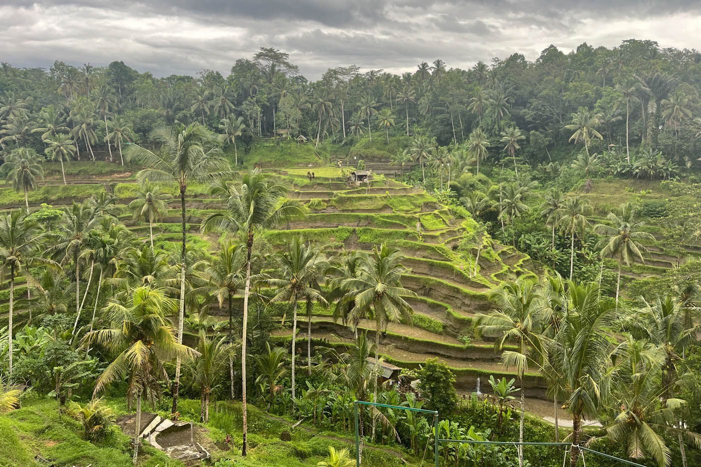 Grüne Reisterrassen und Palmen unter einem bewölkten Himmel in Bali, Indonesien.