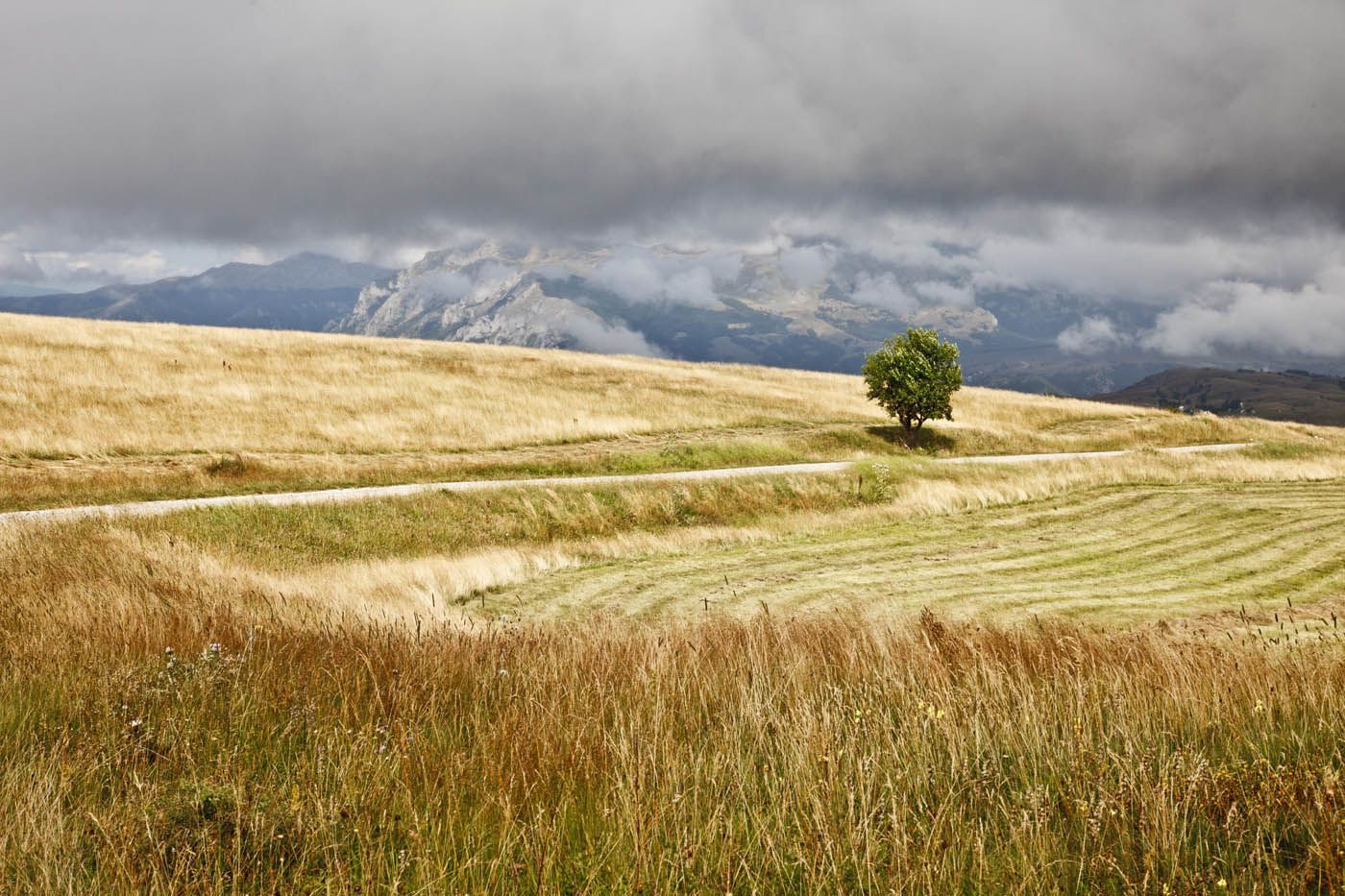 Ein einsamer Baum auf einem grasbewachsenen Hügel unter bewölktem Himmel, Berge in der Ferne.