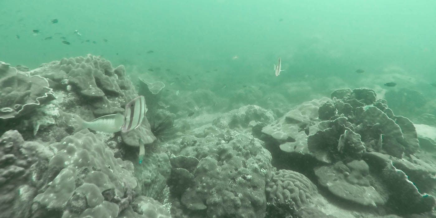 Unterwasserszene mit Fischen, die in trübem Wasser um Korallenformationen schwimmen.