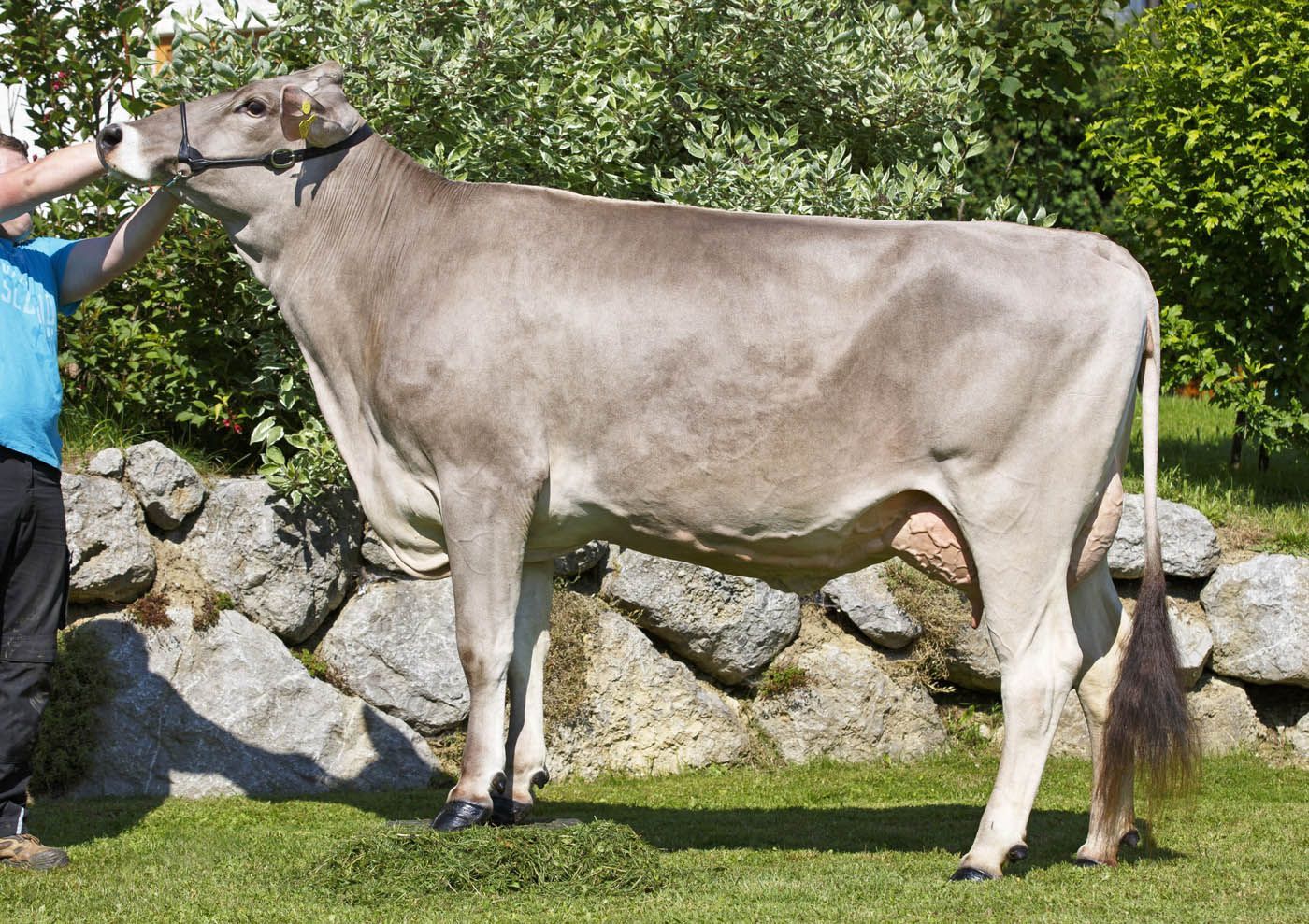 Eine braunschweizerische Kuh steht auf einer Wiese und wird von einer Person vor einer Steinmauer und Laubwerk gehalten.