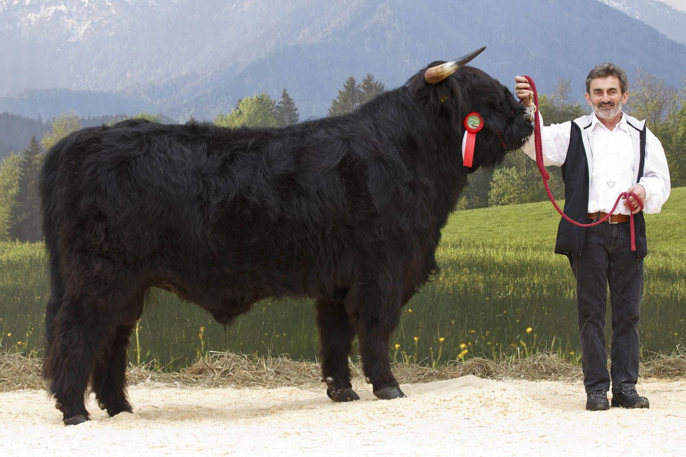 Schwarzer Stier mit langem Fell, ein rotes Band, wird von einem Mann auf einem Feld gehalten.