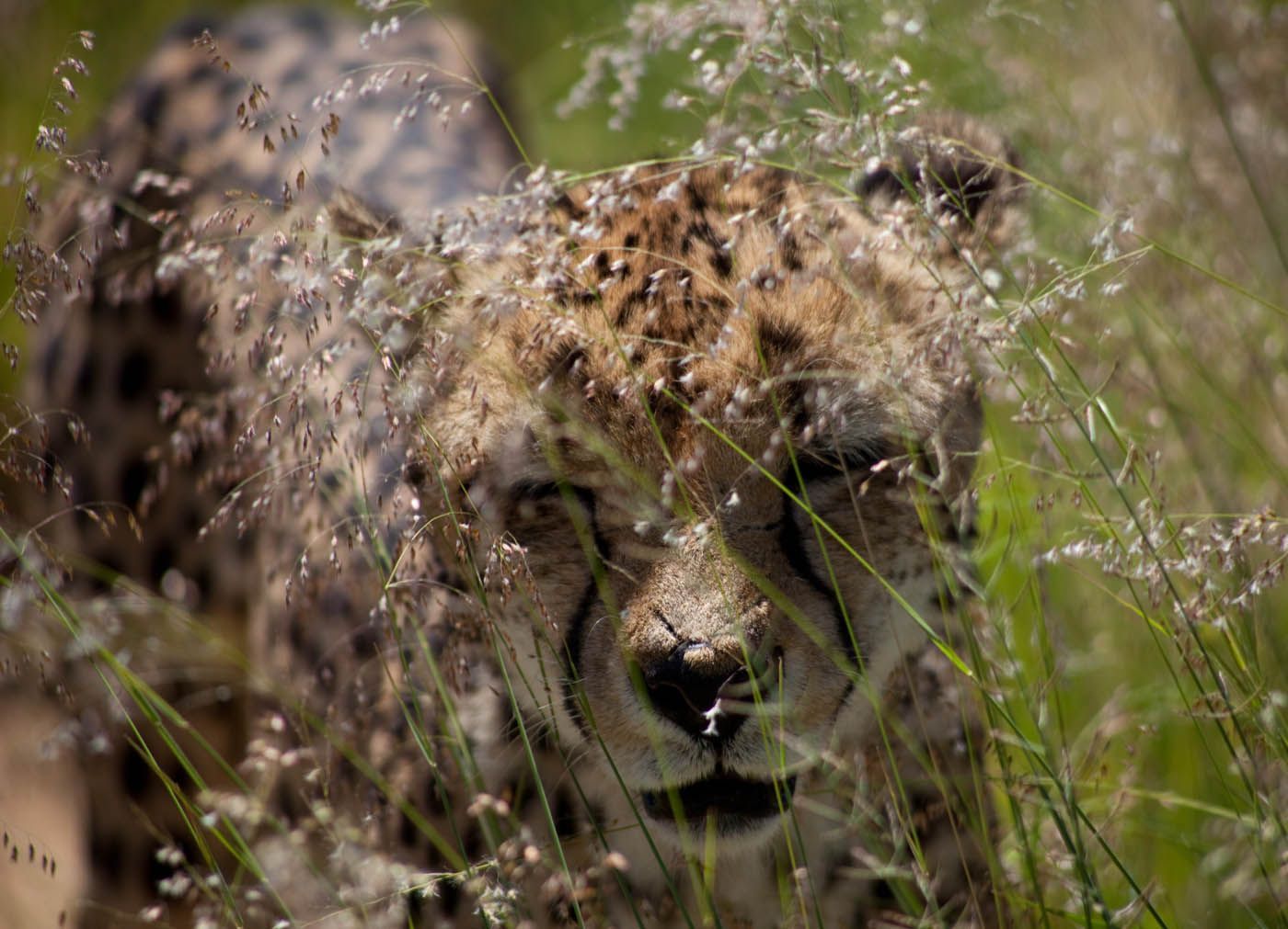 Gepard, getarnt im hohen Gras, blickt mit zusammengekniffenen Augen nach vorn.