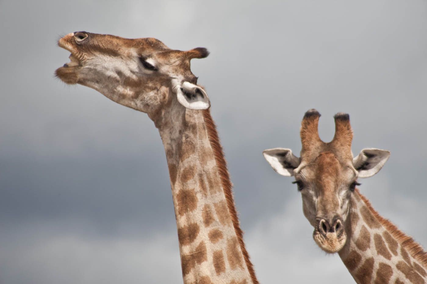 Zwei Giraffen mit braunen und beigen Flecken vor einem bewölkten Himmel. Eine hat ihr Maul geöffnet.