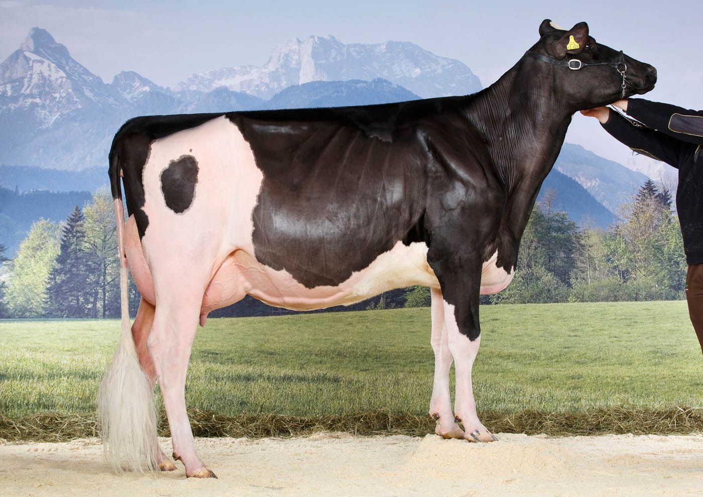 Eine schwarz-weiße Kuh, die von einer Person gehalten wird, steht vor einer gemalten Berglandschaft.