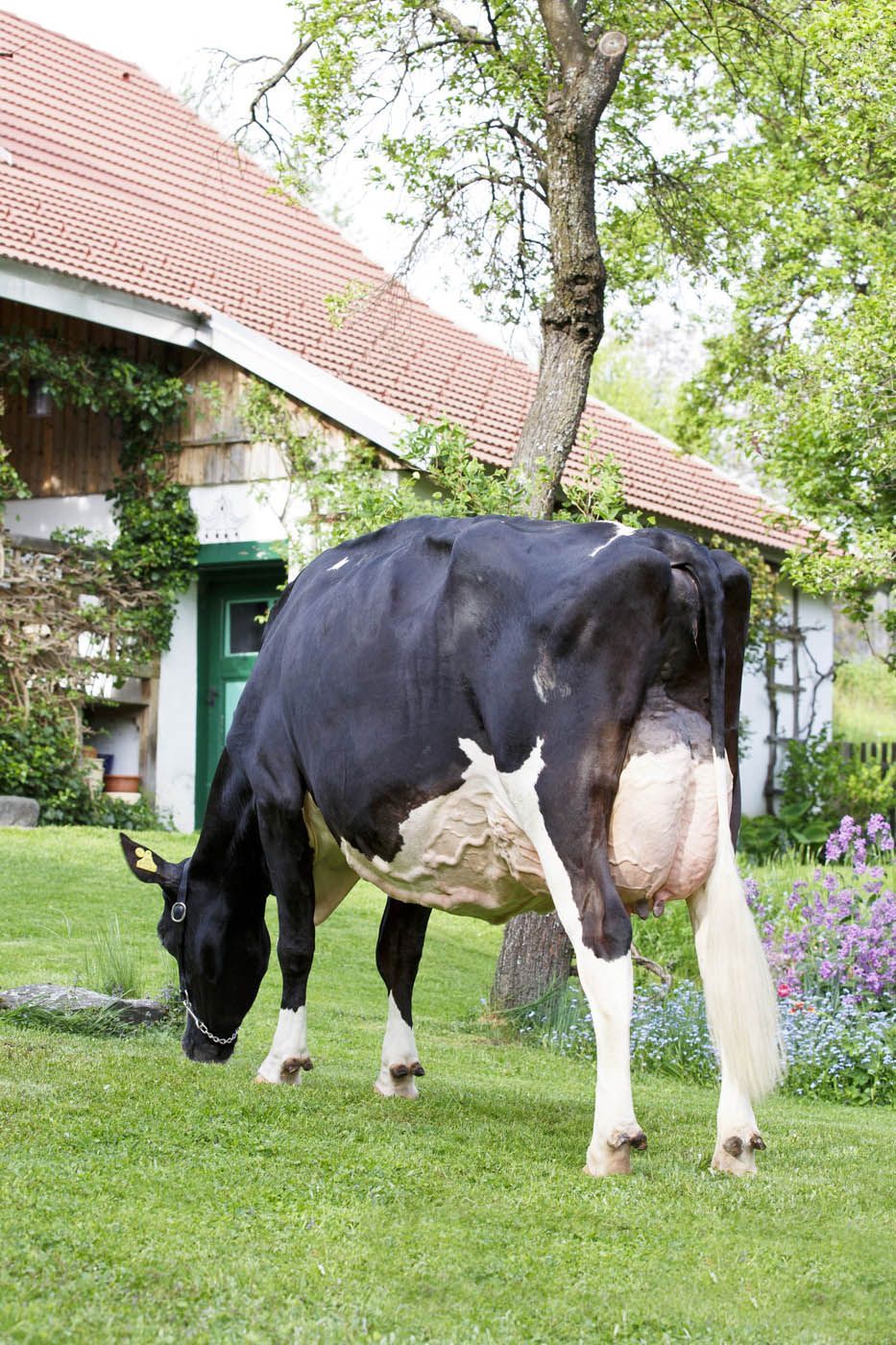 Eine schwarz-weiße Kuh grast auf einer grasbewachsenen Wiese; im Hintergrund sind ein Gebäude und ein Baum zu sehen.
