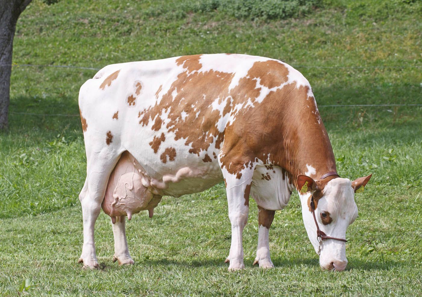 Kuh mit braunen und weißen Flecken grast auf einer Wiese.