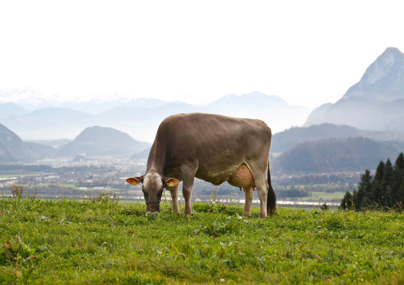 Eine Kuh grast auf einer grünen Wiese, im Hintergrund sind Berge und eine Stadt zu sehen.