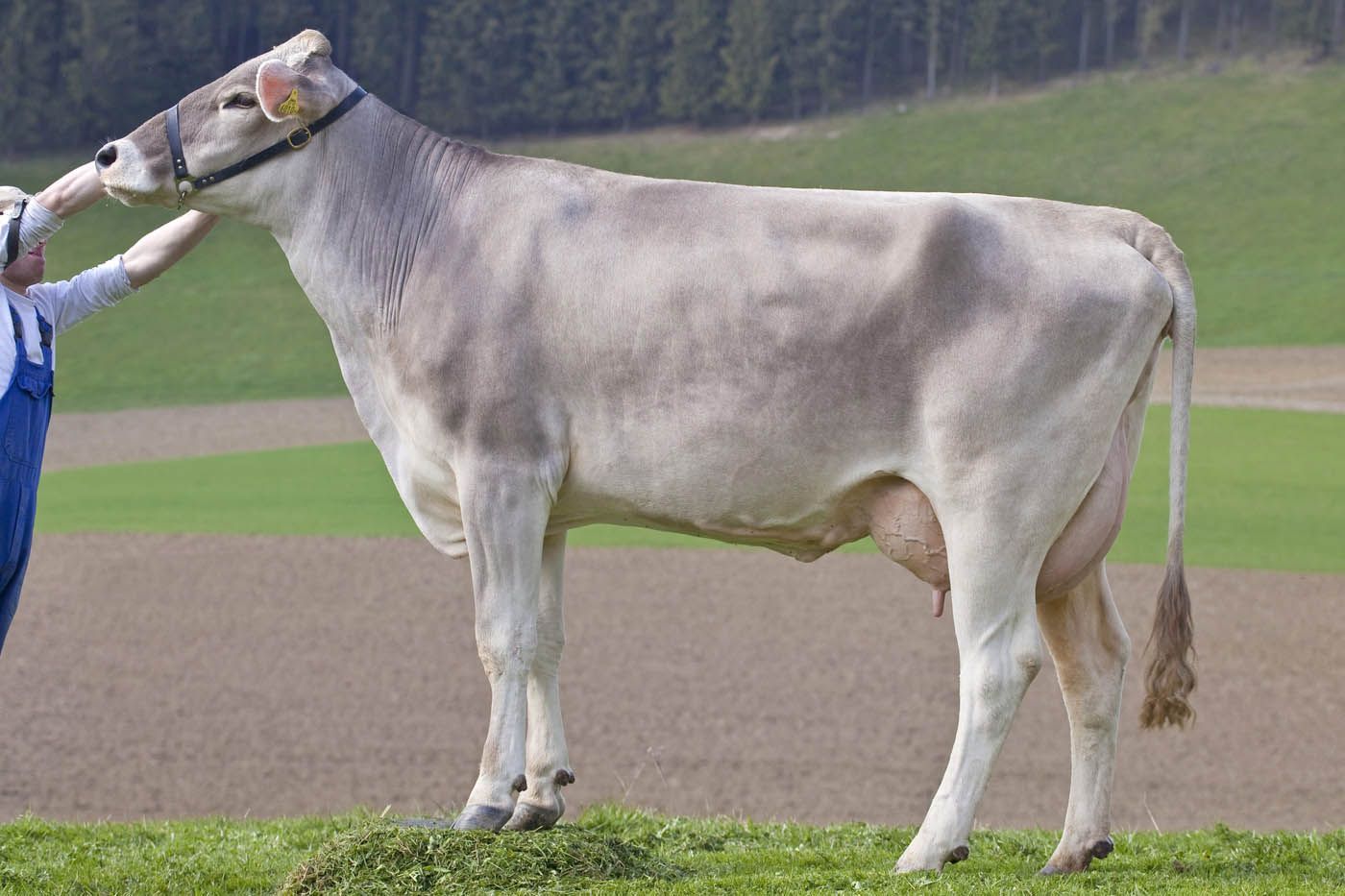 Eine hellgraue Kuh steht auf einer grasbewachsenen Wiese und wird von einer Person gehalten.