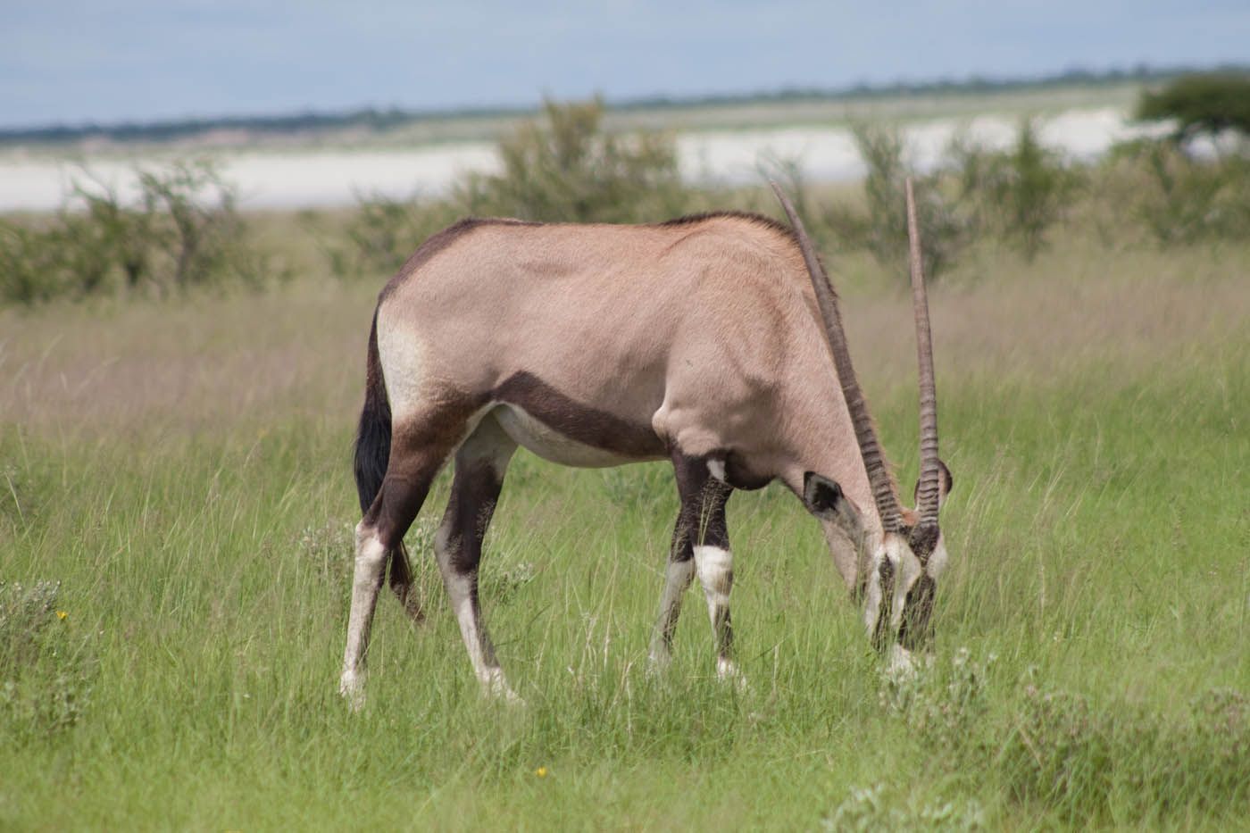 Eine Oryxantilope grast auf einer Wiese. Sie hat lange, gerade Hörner, braune und weiße Abzeichen und ein helles Fell.