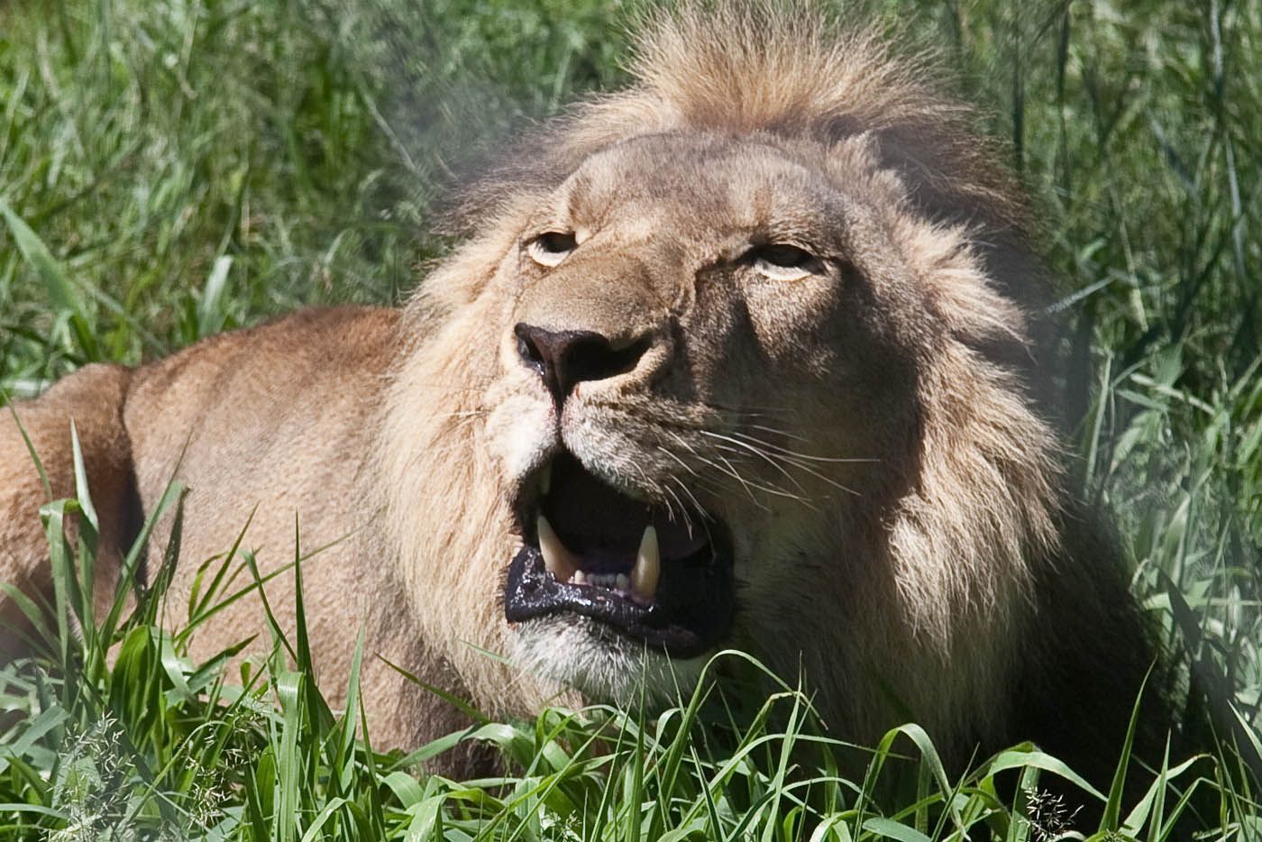 Löwe liegt im Gras, das Maul geöffnet, den Blick zur Seite gerichtet. Hellbraunes Fell, grünes Gras.