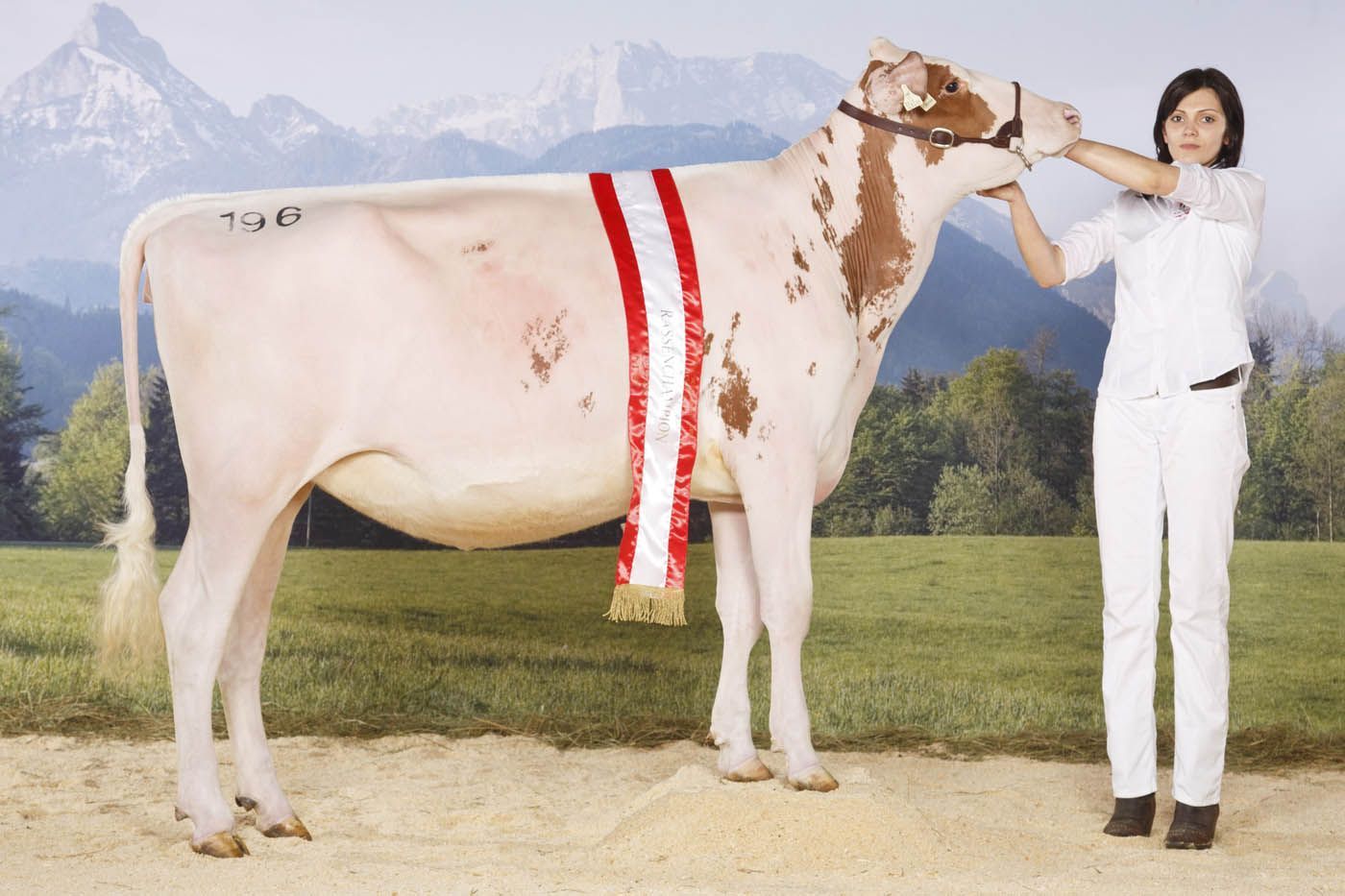 Eine Kuh mit roten und weißen Abzeichen, die ein Band trägt, wird von einer Person in weißer Kleidung gehalten.
