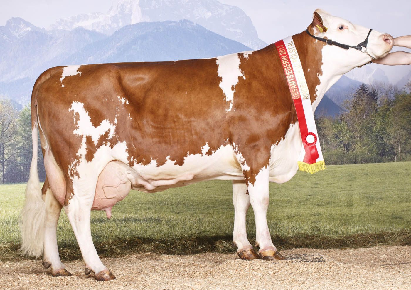 Eine braun-weiße Kuh mit einem roten Band steht vor einer Bergkulisse.