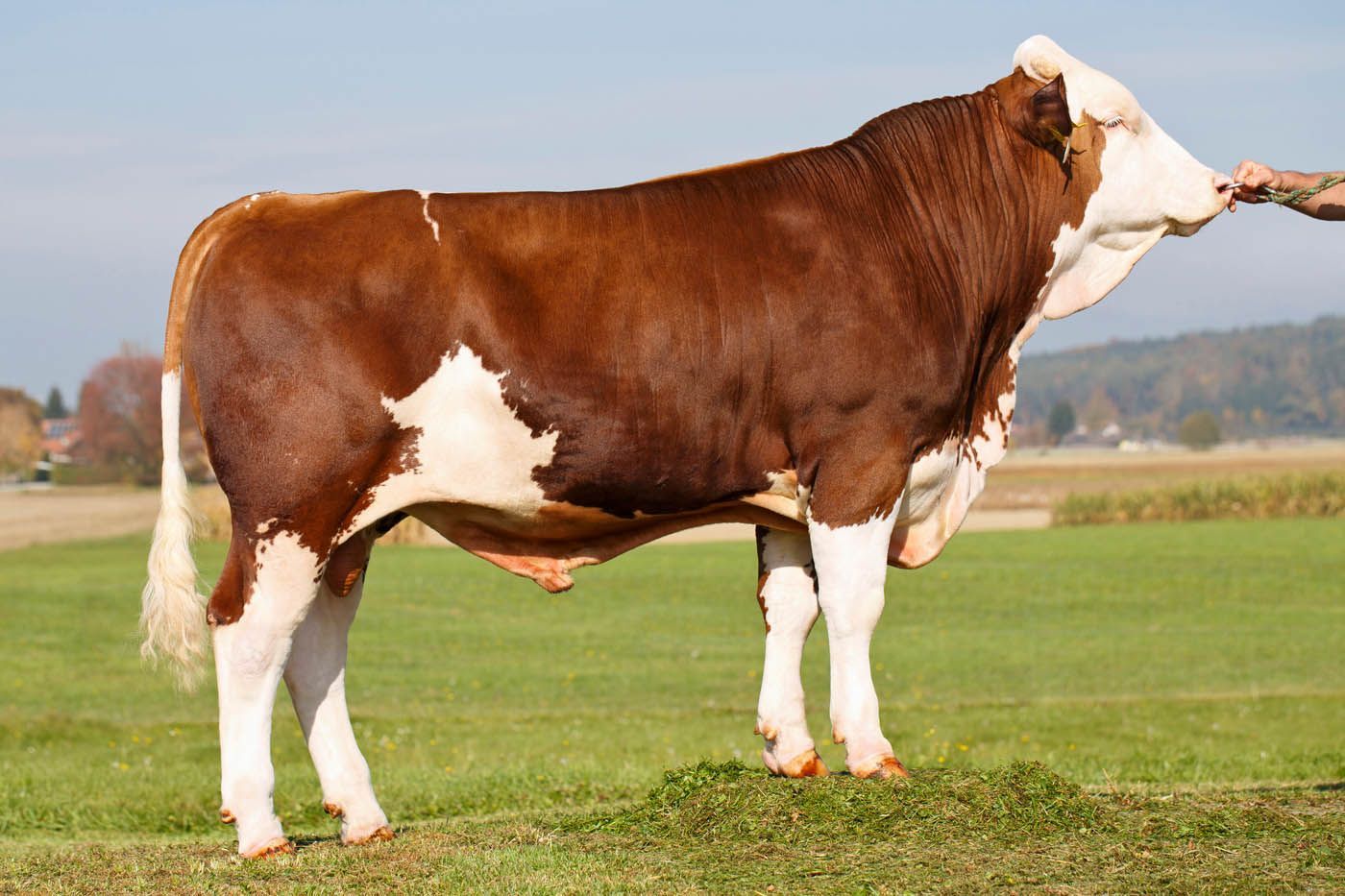 Ein braun-weißer Simmentaler Bulle steht an einem sonnigen Tag auf einer grasbewachsenen Wiese.