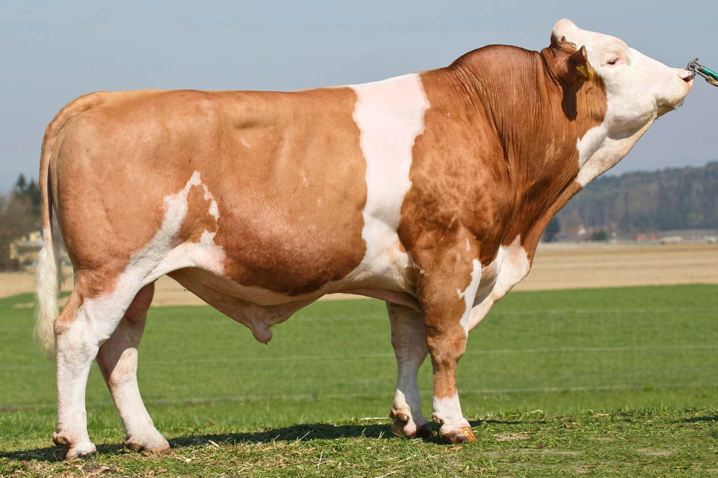 Ein großer, rot-weißer Simmentaler Bulle steht auf grünem Gras und wird von einem Halfter gehalten.