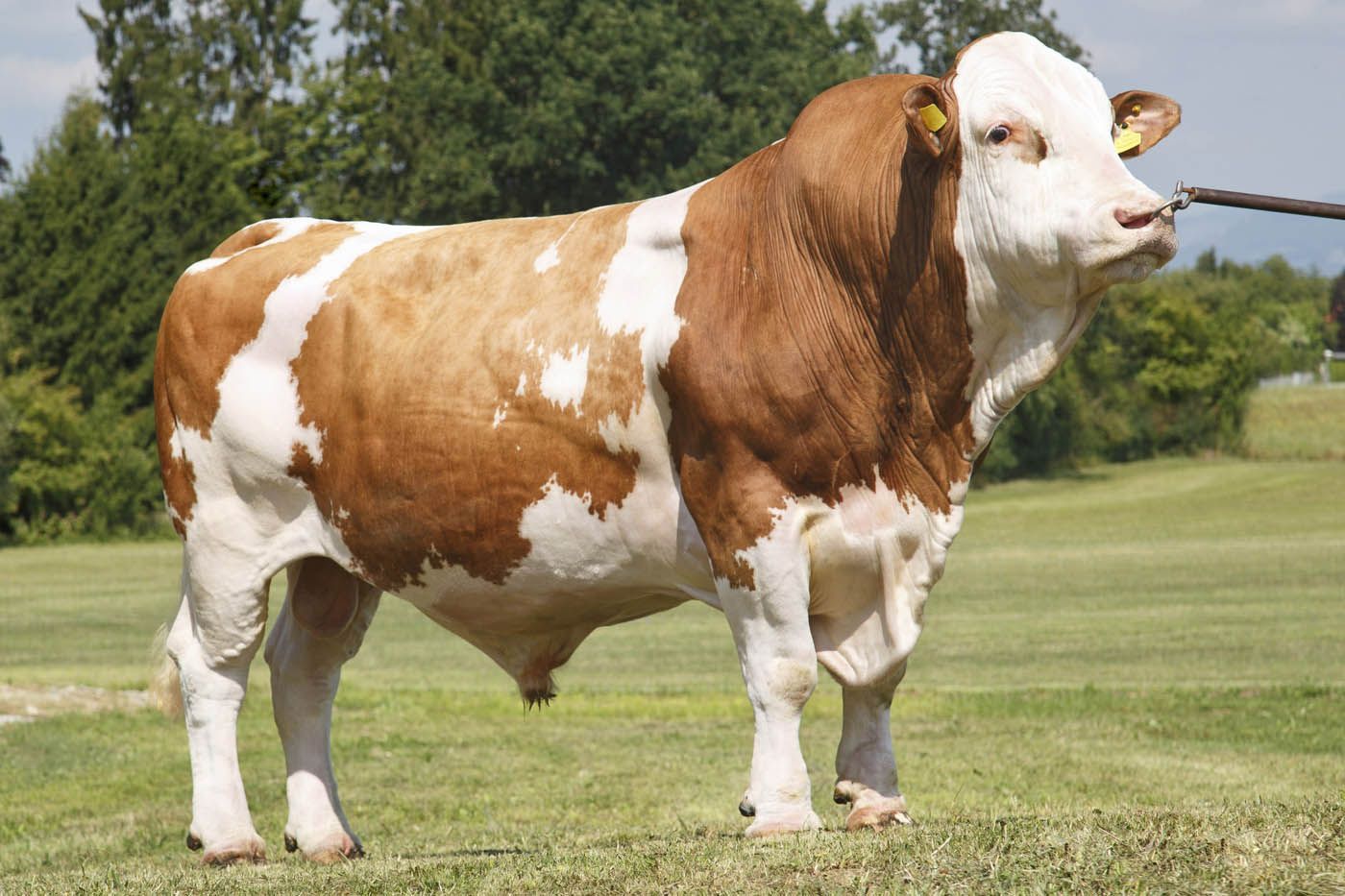 Ein braun-weißer Simmentaler Bulle steht auf einer grasbewachsenen Wiese.