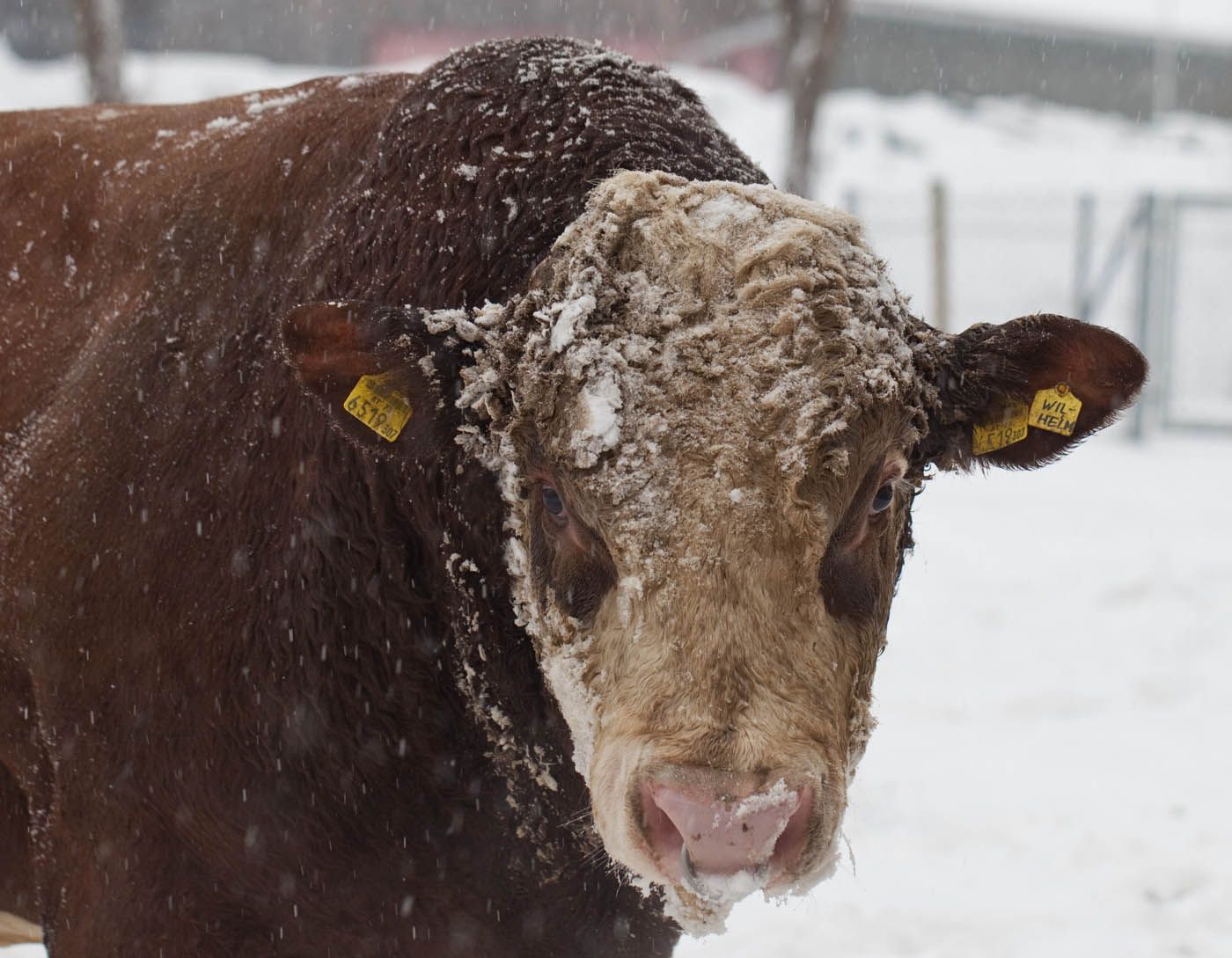 Brauner Stier mit weißem Gesicht steht auf einem schneebedeckten Feld; sein Kopf ist mit Schnee bedeckt.