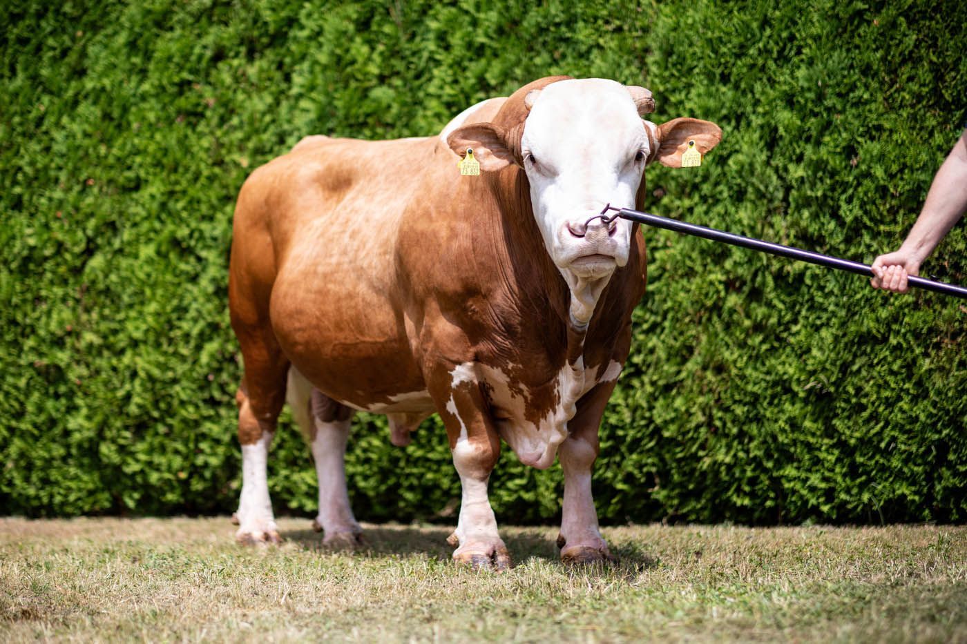 Brauner und weißer Stier mit Nasenring, der auf einer Wiese steht und von einer Person gehalten wird.