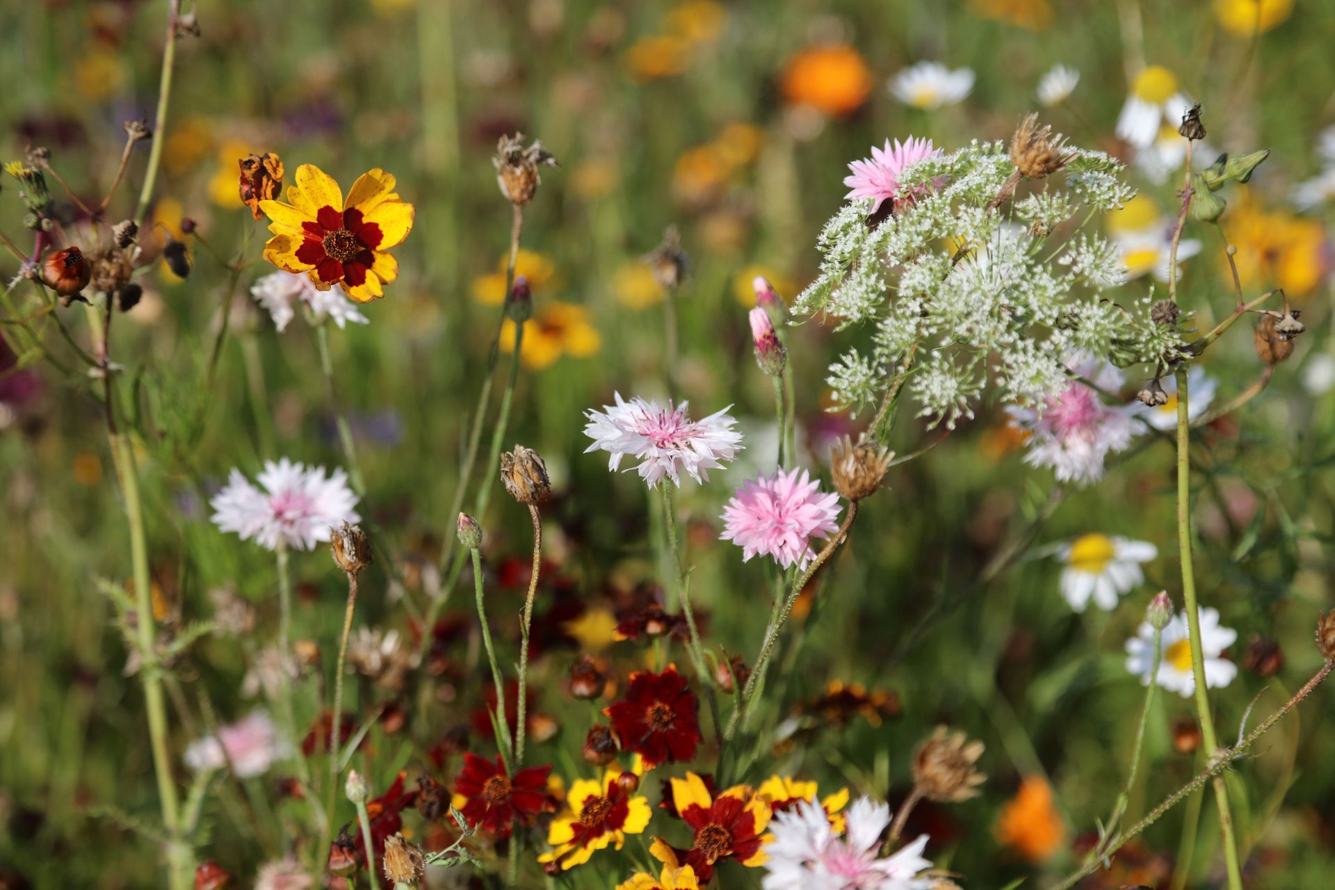 There are many different types of flowers in this field.