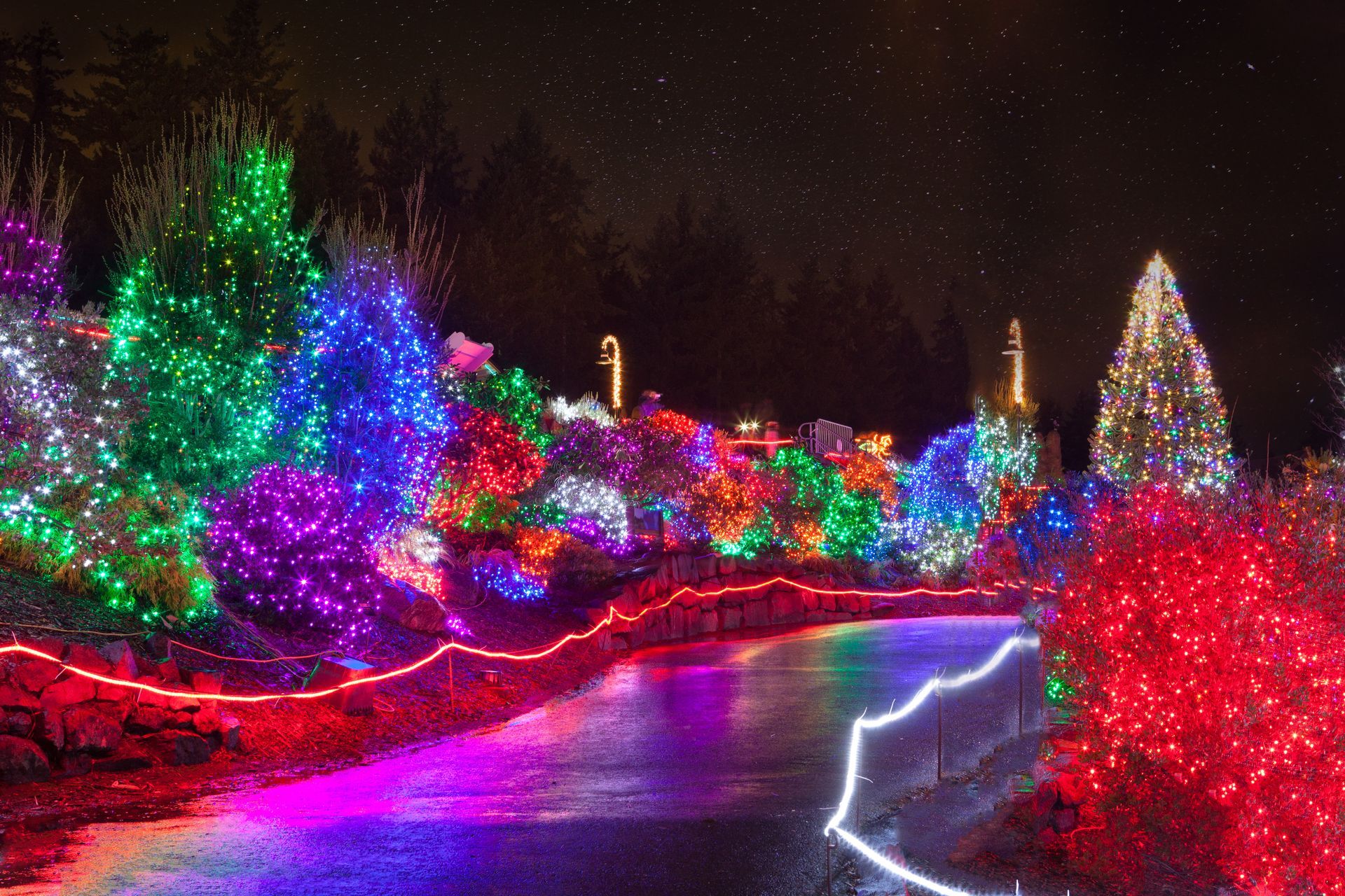 Christmas lights illuminate a path through colorful illuminated trees and bushes at night.