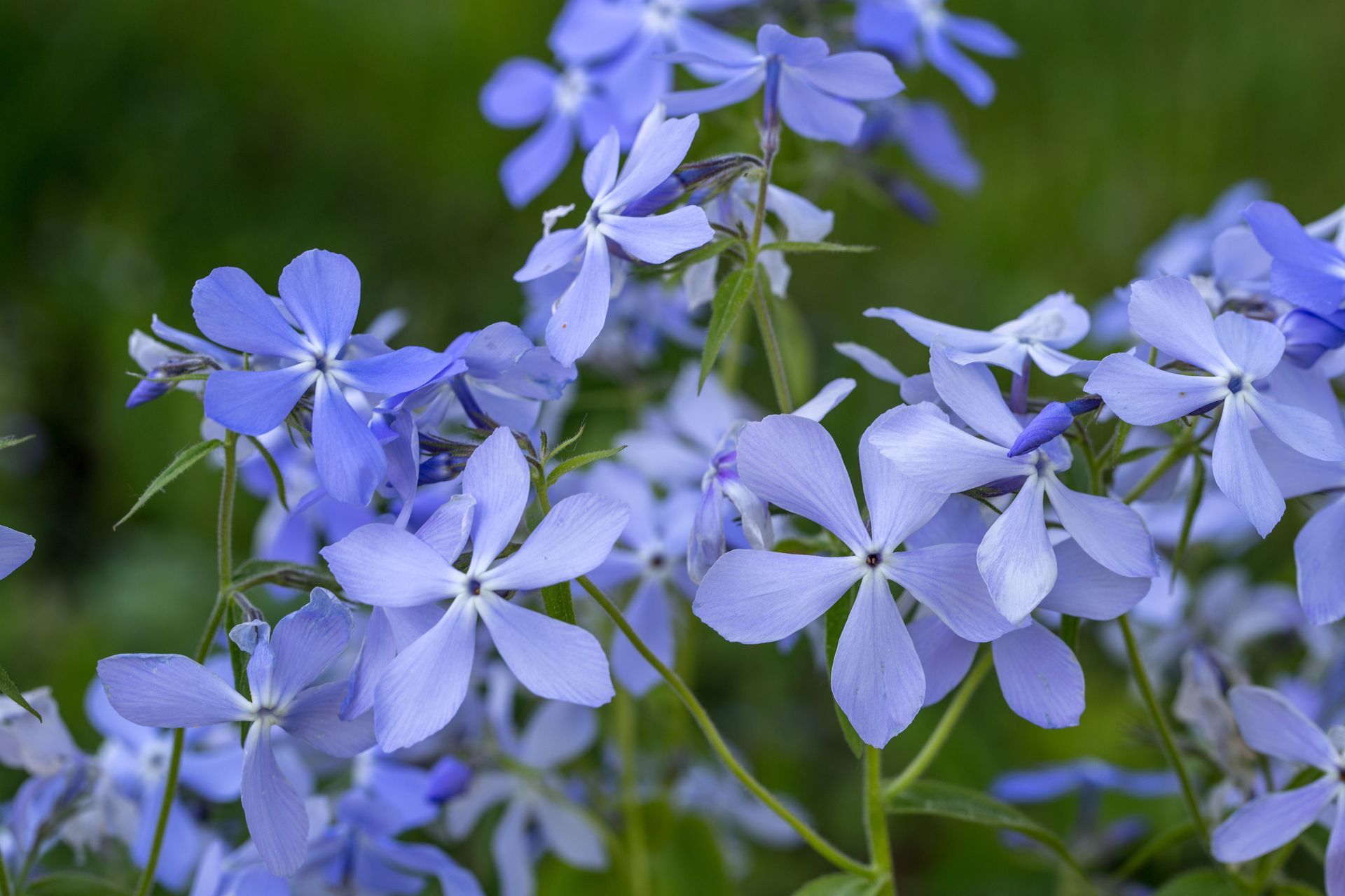 A bunch of small blue flowers with white centers are growing on a plant.