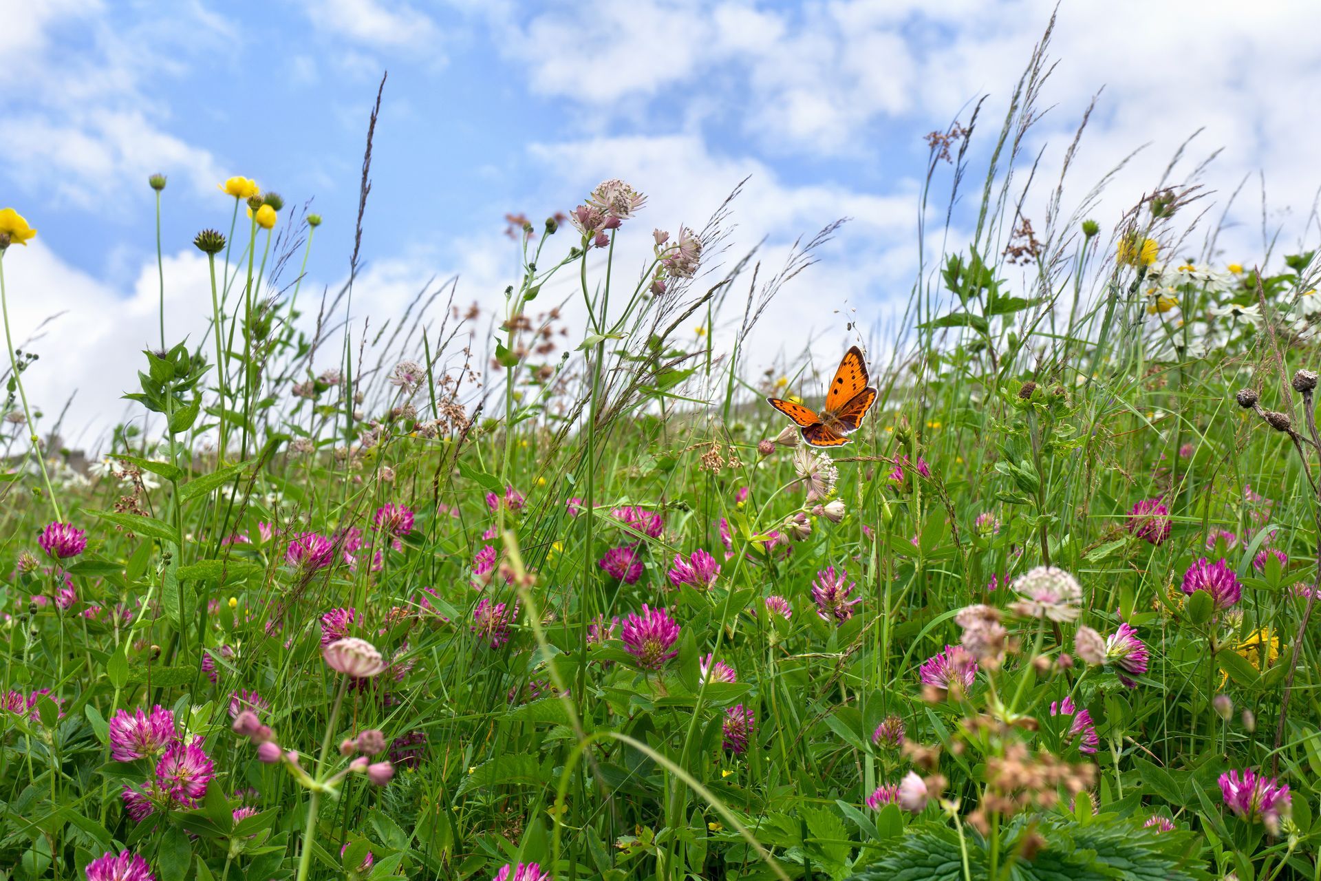 A butterfly is sitting on a flower in a field of flowers.