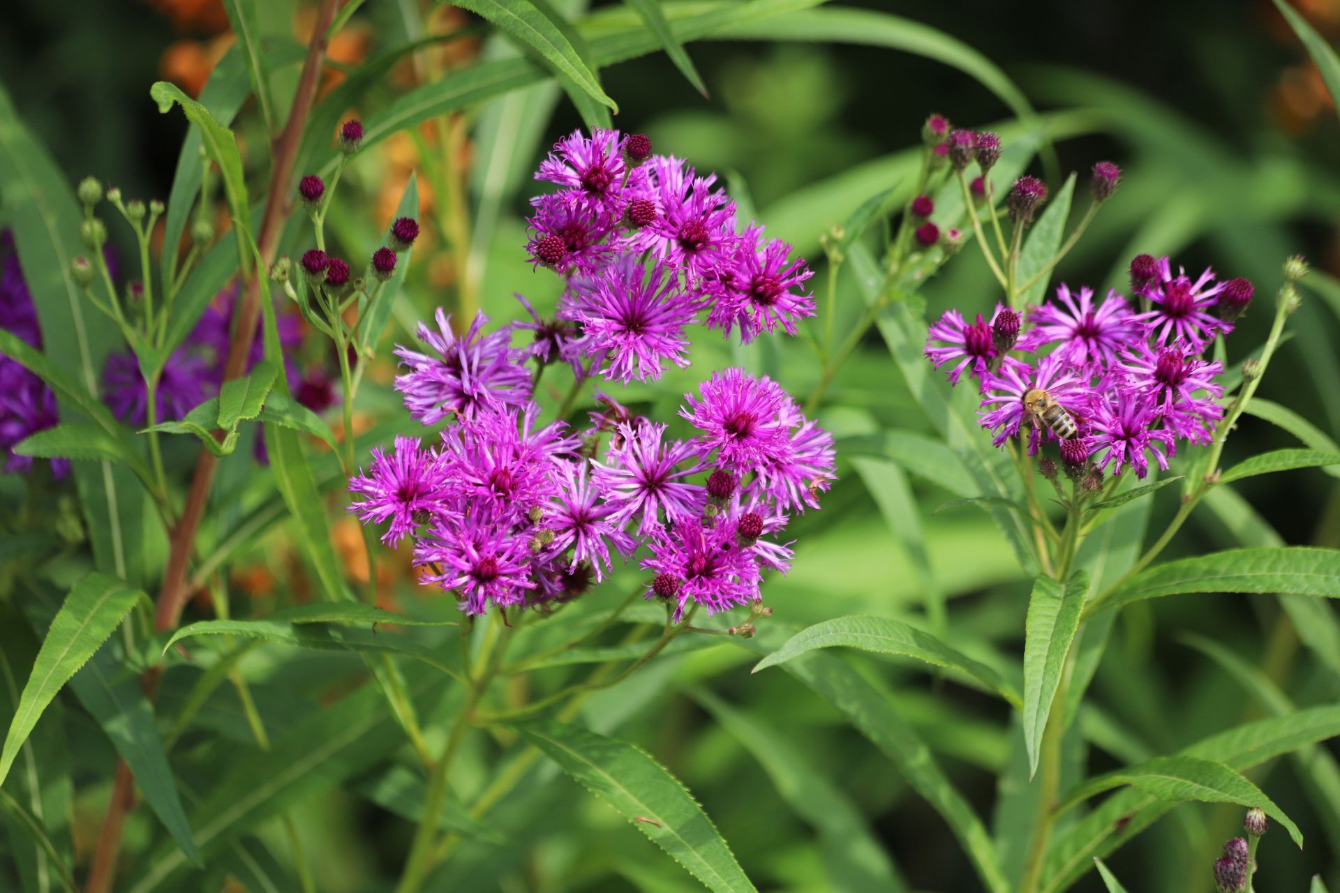 A close up of a plant with purple flowers and green leaves.