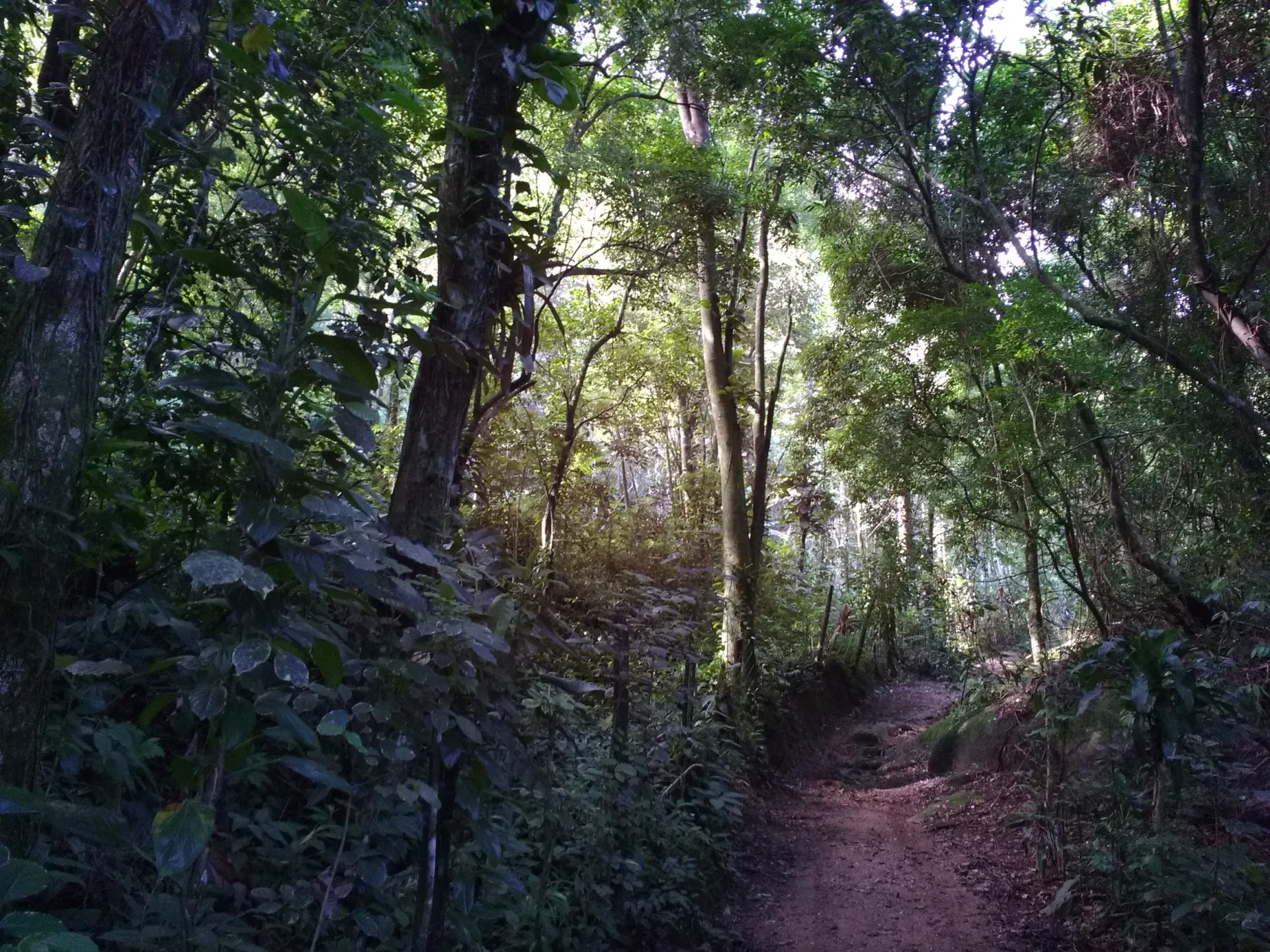 A path in the middle of a lush green forest
