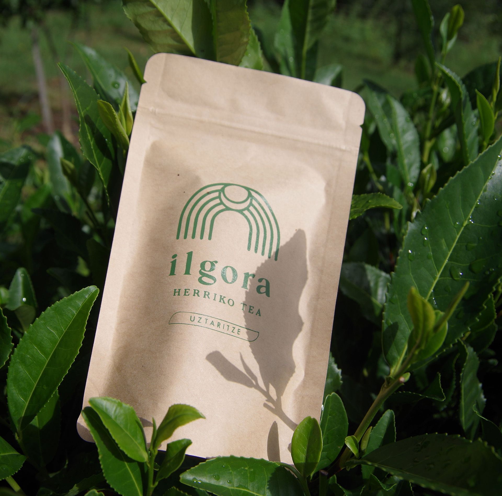 Un sachet de thé beige étiqueté « ilgora » avec un logo en forme d'arche verte, posé au milieu de feuilles de thé vert fraîches et luxuriantes.