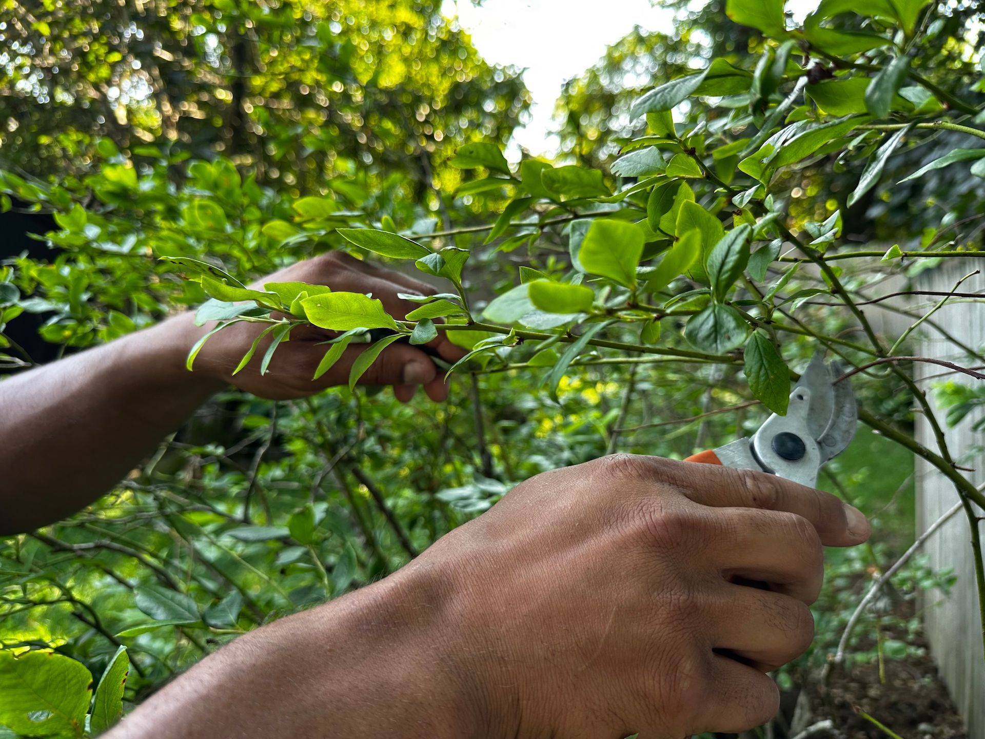 A person is cutting a tree branch